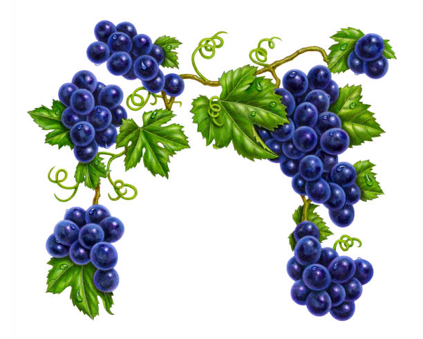 виноград фиолетовый навес - grape bunch fruit stem stock illustrations