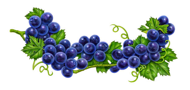 ilustrações de stock, clip art, desenhos animados e ícones de grapes purple branch curved - grape bunch fruit stem