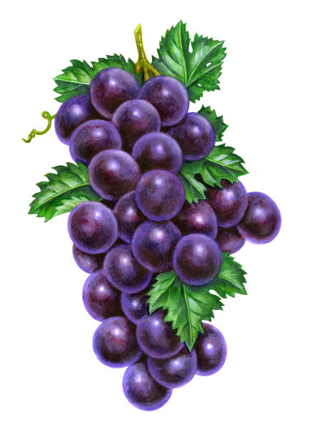 ilustrações de stock, clip art, desenhos animados e ícones de grapes vertical - grape bunch fruit stem