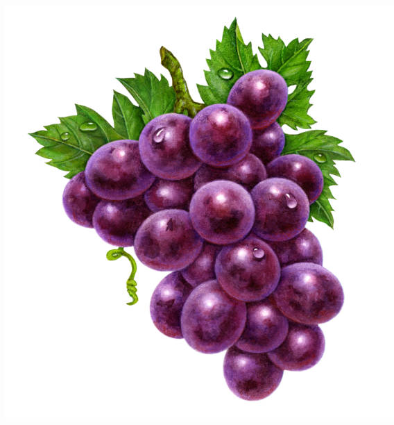 illustrazioni stock, clip art, cartoni animati e icone di tendenza di grappolo viola uva - red grape