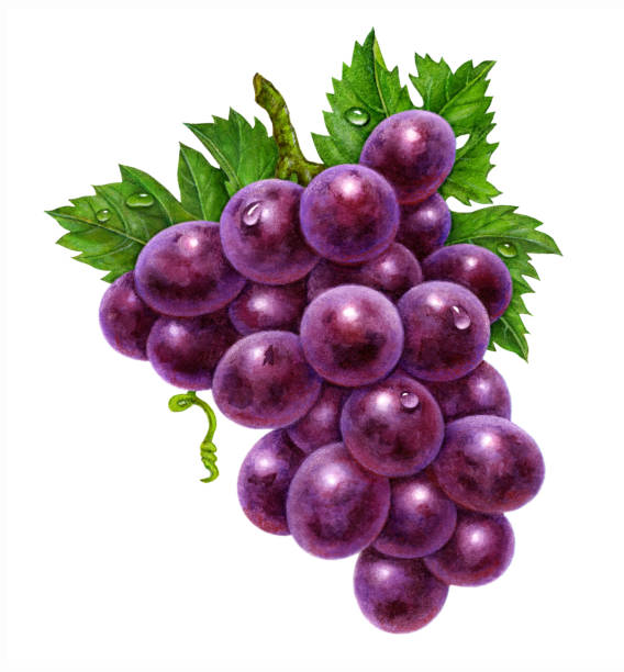 포도 보라색 무리 - red grape stock illustrations