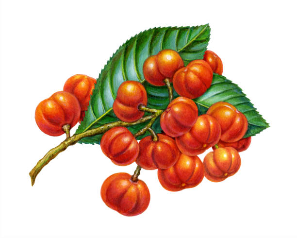 Guarana Berries vector art illustration