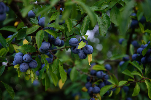 A blackthorn (sloe) bush with blue berries can be seen in the foreground. There is depth of field in the background.
