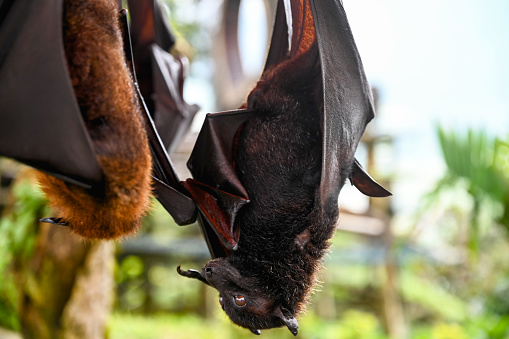 Close-up of a bat hanging upside down, Nikon Z7