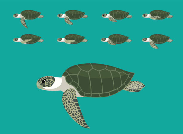 Animal Animation Sequence Olive Ridley Cartoon Vector Animal Cartoon EPS10 File Format pacific ridley turtle stock illustrations