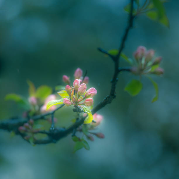 istock A beautiful apple tree blossoming in the spring. Old orchard scenery with a blooming fruit tree branch. Soft focus picture. 1297160452