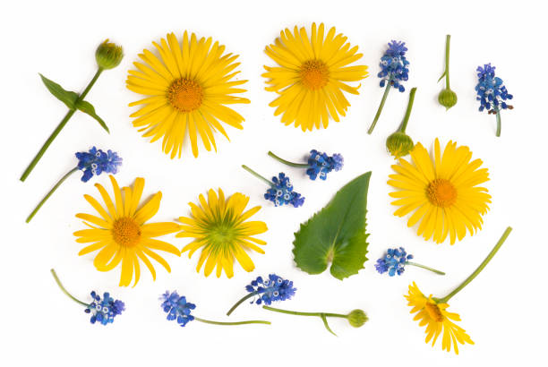 istock Flowers composition Round frame made of yellow and blue flowers eucalyptus branches on white background 1297160853
