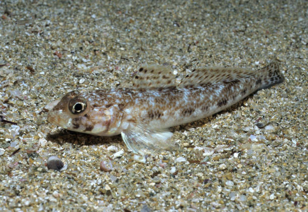 Goby fish Goby Fish on sand trimma okinawae stock pictures, royalty-free photos & images