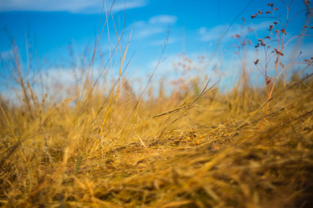 closeup dry grass in a prairie