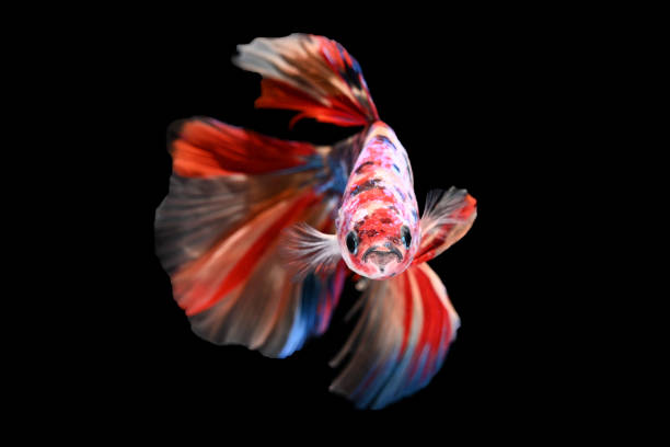 betta, various color size and gender cupang, siamese fighting, fish red galaxy, half moon - fish siamese fighting fish isolated multi colored photos et images de collection