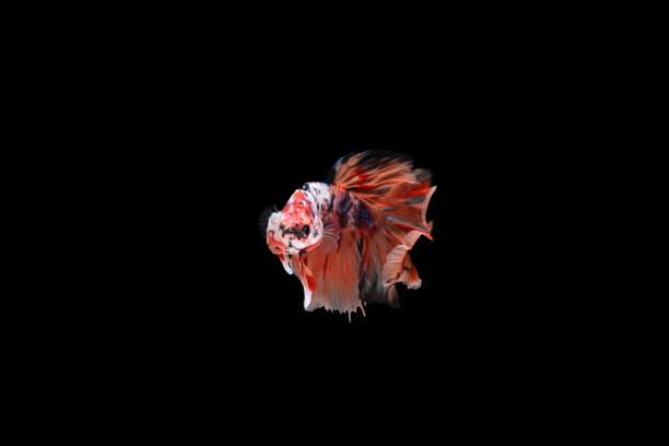 betta, various color size and gender cupang, siamese fighting, fish red galaxy, half moon - fish siamese fighting fish isolated multi colored photos et images de collection