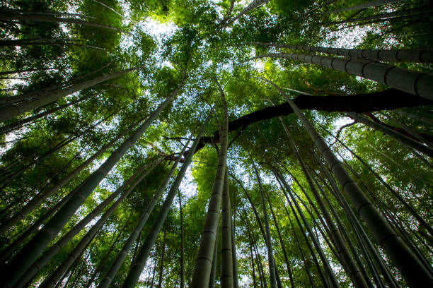 istock The bamboo forest in Gochang, Chullabukdo 1297165486