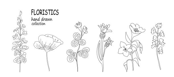 Vector Botanical Set. Spring herbs and flowers. Hand drawn wildflowers and poppies. Elements for your design Vector Botanical Set. Spring herbs and flowers. Hand drawn wildflowers and poppies. Elements for your design. grass vector meadow spring stock illustrations