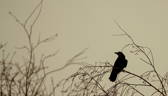 The silhouette of a blackbird perched on a branch in Pennsylvania, USA.