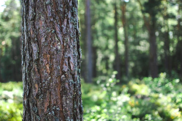 istock Close up of a pine tree 1297168958