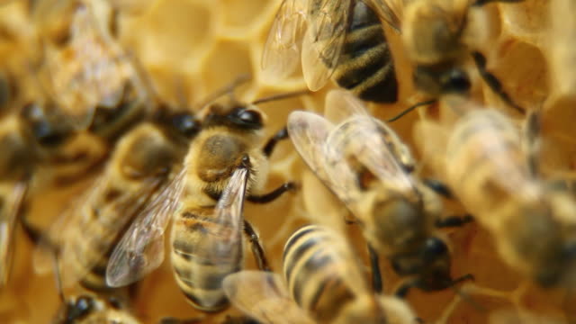Bees on honeycomb - HD, NTSC