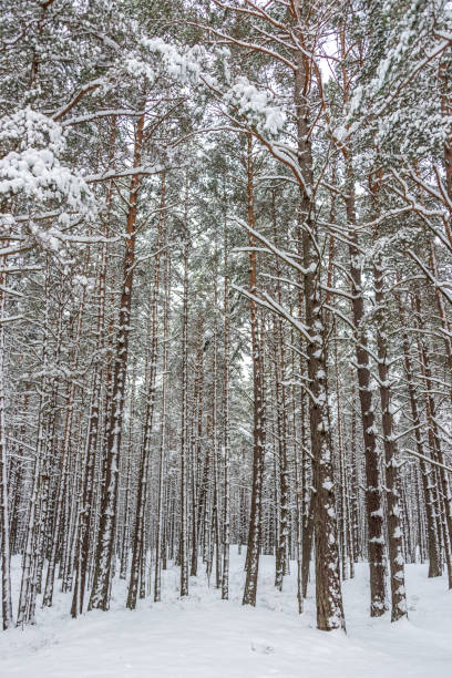 istock Snowy Pine Forest With Fresh Snow in Winter 1297169746