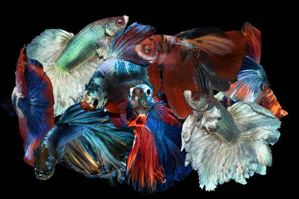 collage masculin diverses couleurs betta, cupang, siamese fighting, half moon, rectangle shape - fish siamese fighting fish isolated multi colored photos et images de collection