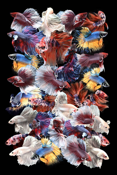 collage masculin diverses couleurs betta, cupang, siamese fighting, half moon, rectangle shape - fish siamese fighting fish isolated multi colored photos et images de collection