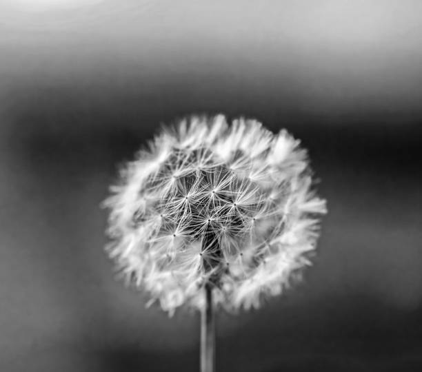 istock White dandelion close-up black and white 1297170094