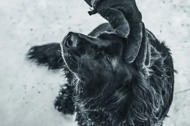 Photo of The cocker spaniel dog enjoys the caress of the owner. Photo with artistic noise and grain effect for dramatic effect