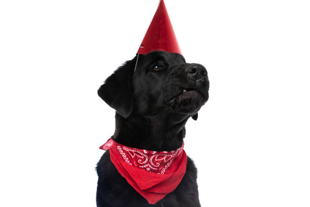 istock cute labrador retriever dog showing his teeth 1297171067