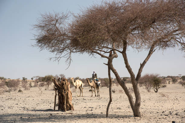 fula hombre montando en un camello, región del sahel, en el norte de chad - niger fotografías e imágenes de stock