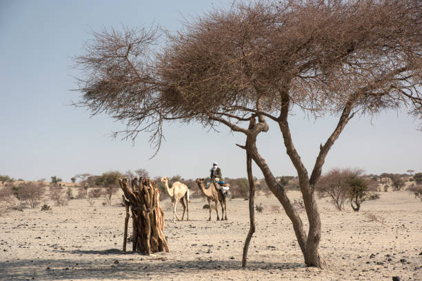 homme de fula conduisant sur un chameau, région de sahel, tchad nordique - sub saharan africa photos et images de collection