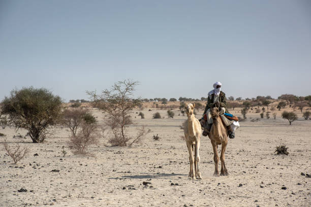 Fula man riding on a camel, Sahel region, Northern Chad Kanem, Chad - February 04, 2020: A man of the Fula people is riding on his camel in the typical landscape of the Sahel region. Beside him there is a younger camel.

The Sahel is Africas transition zone between the Sahara desert in the north and the Savanna belt in the south. Sahel means in Arabic "coast" or "shore", literally it is also the "coast of the Sahara". The Sahel belt is hot and dry and on most of the days quite windy, it is definitely one of the hardest inhabited regions of our world. For hundreds of years, the Sahel region has experienced regular droughts and mega droughts which led several times to large scale famine. niger state stock pictures, royalty-free photos & images