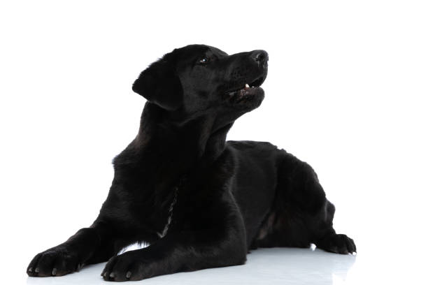 istock labrador retriever dog looking to a side and barking 1297171953