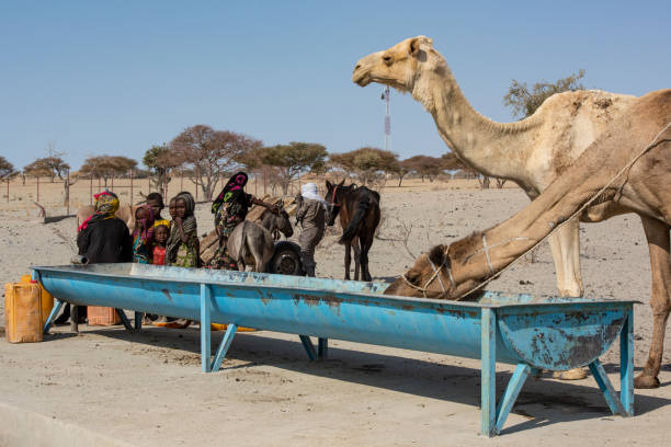 Fula people and camels at water hole, Sahel region, Chad Kanem, Chad - February 04, 2020:  Fula people with camels next to a water place (drinking bowl, water well) in the typical landscape of the Sahel region. 

The Sahel is Africas transition zone between the Sahara desert in the north and the Savanna belt in the south. Sahel means in Arabic "coast" or "shore", literally it is also the "coast of the Sahara". The Sahel belt is hot and dry and on most of the days quite windy, it is definitely one of the hardest inhabited regions of our world. For hundreds of years, the Sahel region has experienced regular droughts and mega droughts which led several times to large scale famine.Kanem, Chad - February 04, 2020: A man of the Fula people is riding on his camel in the typical landscape of the Sahel region. Beside him there is a younger camel.

The Sahel is Africas transition zone between the Sahara desert in the north and the Savanna belt in the south. Sahel means in Arabic "coast" or "shore", literally it is also the "coast of the Sahara". The Sahel belt is hot and dry and on most of the days quite windy, it is definitely one of the hardest inhabited regions of our world. For hundreds of years, the Sahel region has experienced regular droughts and mega droughts which led several times to large scale famine. niger state stock pictures, royalty-free photos & images