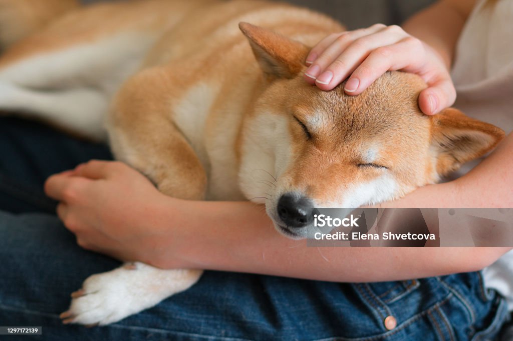 A woman petting a cute red dog Shiba inu, sleeping on her lap. Happy cozy moments of life. Stay at home concept A woman petting a cute red dog Shiba inu, sleeping on her lap. Close-up. Happy cozy moments of life. Stay at home concept Shiba Inu Stock Photo
