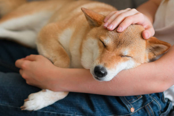 A woman petting a cute red dog Shiba inu, sleeping on her lap. Happy cozy moments of life. Stay at home concept A woman petting a cute red dog Shiba inu, sleeping on her lap. Close-up. Happy cozy moments of life. Stay at home concept shiba inu stock pictures, royalty-free photos & images