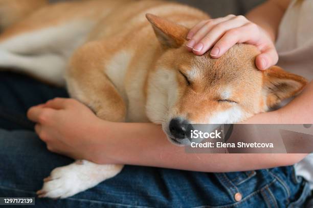 A Woman Petting A Cute Red Dog Shiba Inu Sleeping On Her Lap Happy Cozy Moments Of Life Stay At Home Concept Stock Photo - Download Image Now