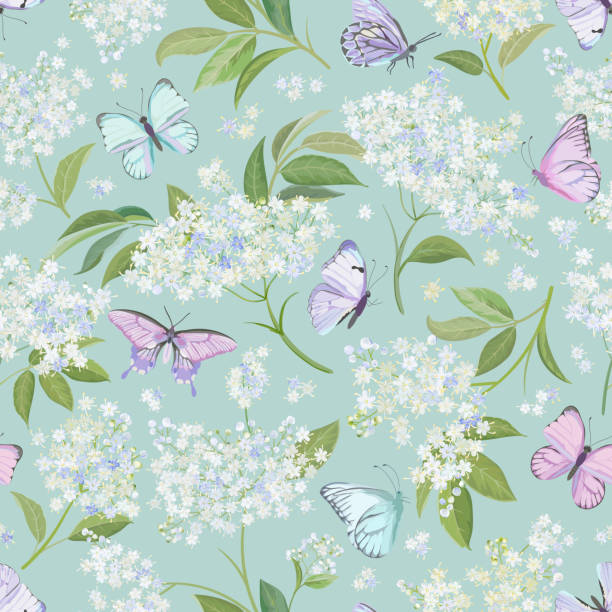 illustrations, cliparts, dessins animés et icônes de fond floral blanc sans couture d’aquarelle de sureau. vecteur de modèle de modèle de fleur de sureau et de papillons de ressort. illustration de conception de mariage de fleurs d’été - butterfly backgrounds seamless pattern