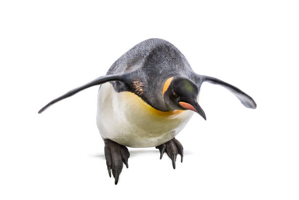 istock King penguin jumping for diving, isolated 1297173486