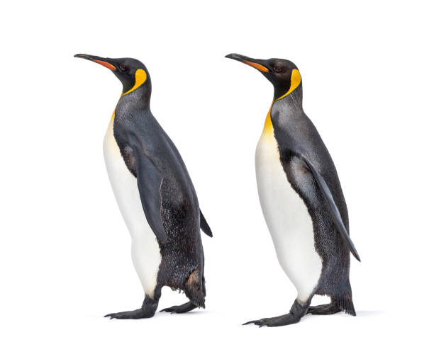 istock side view of Two King penguin walking together, isolated 1297173496