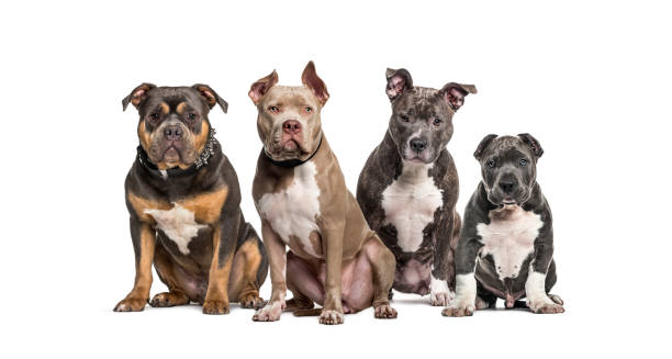 grupo de cães bully americanos sentados juntos em uma fileira - group of dogs - fotografias e filmes do acervo