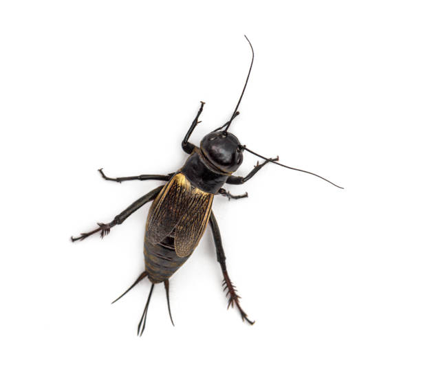 istock Female field cricket, isolated on white 1297173524