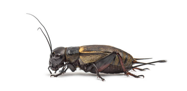 istock Female field cricket, isolated on white 1297173720
