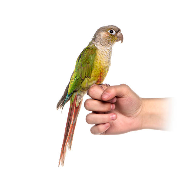istock Tropical bird on an human hand 1297173787