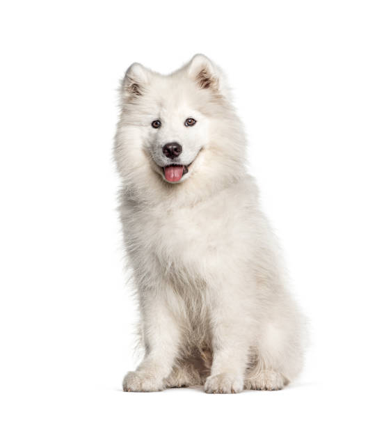 istock White Samoyed dog, sitting and panting, isolated on white 1297173822
