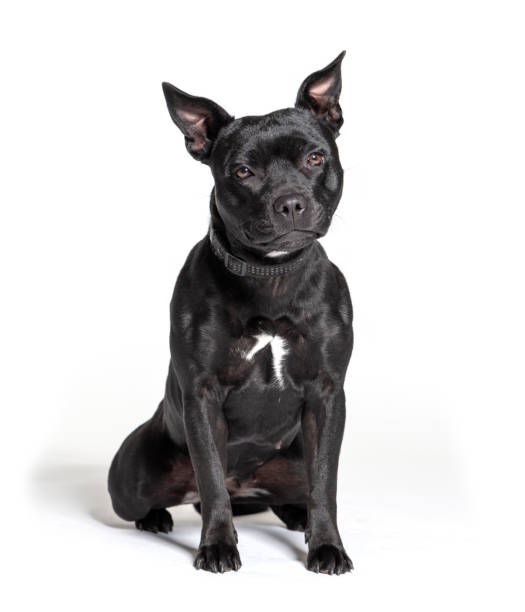 istock Black American Staffordshire terrier isolated on white 1297173896