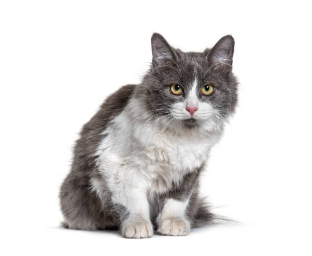 istock Kitten Crossbreed cat white and grey lloking at the camera 1297173978