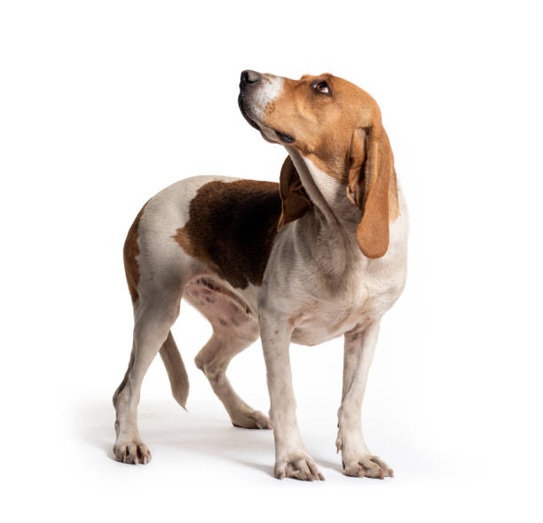 istock Standing Artois Hound isolated on white 1297174171