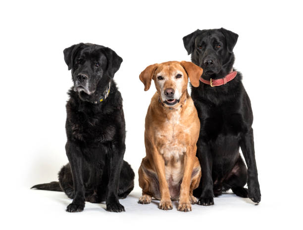 istock Group of Labrador Retriever dogs, isolated on white 1297174766