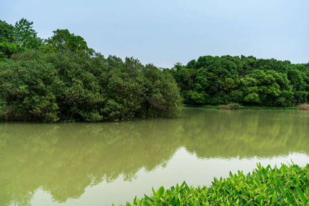 istock Lush greener around the pond in the park 1297175098
