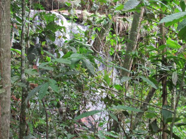 istock Plants hiding a waterfall in the 'Aguas do Cerrado' circuit 1297175489