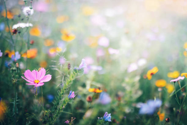 istock Meadow With Colorful Flowers 1297176237