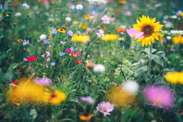 istock Colorful Meadow With Sunflower 1297176243